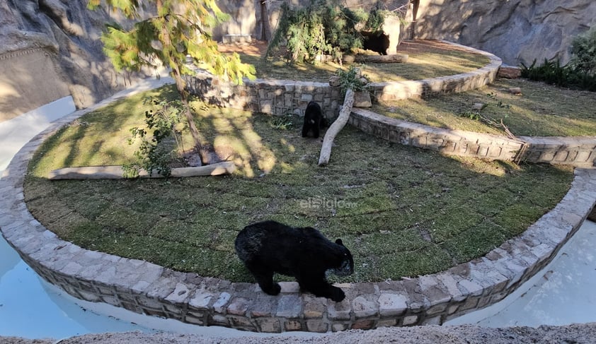 Fue habilitado un nuevo espacio para los osos que habitan el zoológico Sahuatoba; en esta nueva área se podrá albergar a otros rescatados, ya que esta especie está perdiendo su hábitat el norte del país, específicamente en Coahuila y Nuevo León.