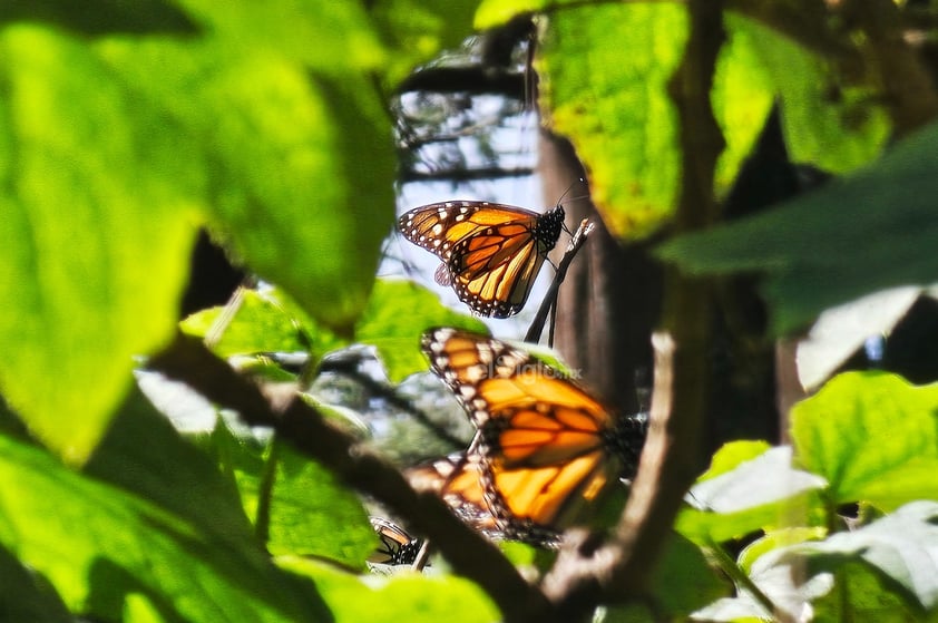 El fin de semana, la Reserva de la Biosfera Mariposa Monarca, ubicada en la sierra de Michoacán, recibió la llegada de miles de mariposas monarcas, un fenómeno que cada año anuncia el inicio de la temporada invernal en México.