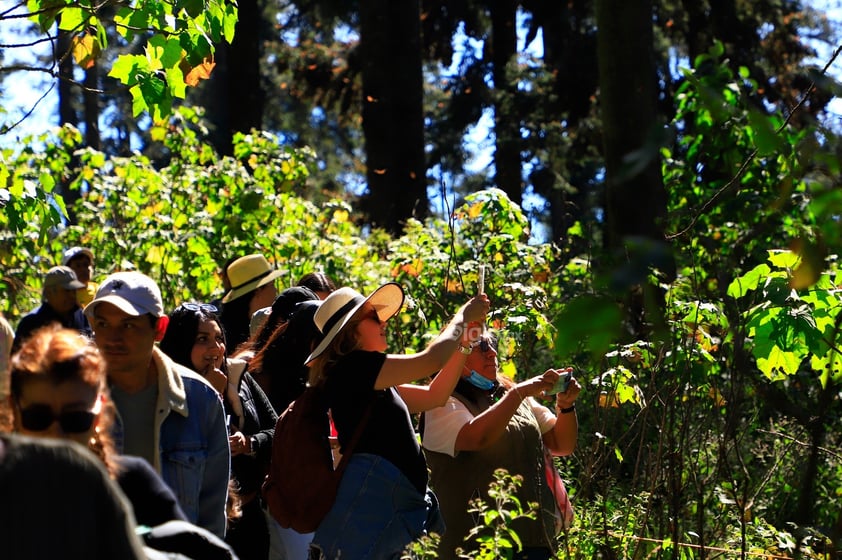 El fin de semana, la Reserva de la Biosfera Mariposa Monarca, ubicada en la sierra de Michoacán, recibió la llegada de miles de mariposas monarcas, un fenómeno que cada año anuncia el inicio de la temporada invernal en México.