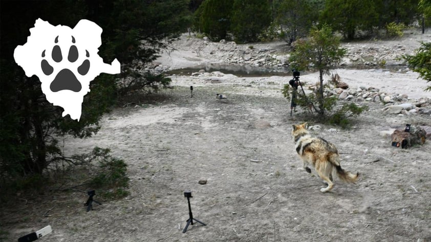 Liberan a la primera manada de lobos mexicanos en la sierra de Durango
