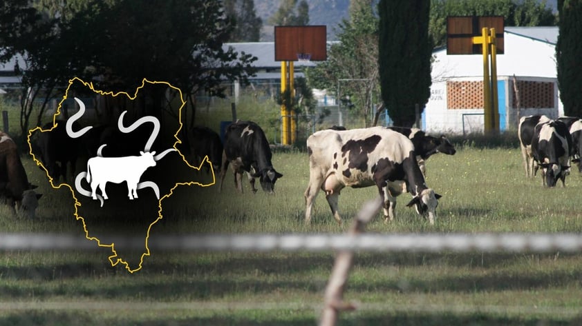 Durango capital encabeza casos activos de gusano barrenador en el estado, hasta septiembre de 2026