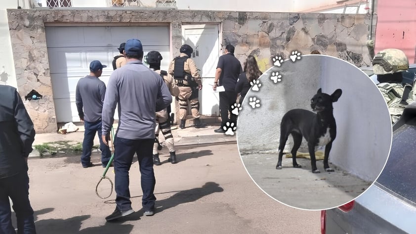 Son 39 los perros Chihuahua resguardados tras operativo en domicilio del Centro de Durango