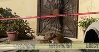 'Chato', el perro de la periodista Lourdes Maldonado, la sigue esperando en su casa en Tijuana