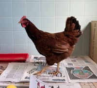 Atrapan una gallina perdida en la zona de seguridad del Pentágono