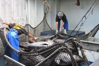 Beneficiará Bienpesca a casi 190 mil productores de pequeña escala