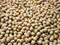 Producción mundial de soya crecerá 13% en la próxima cosecha