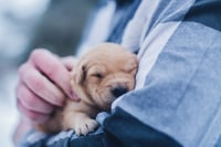 Técnica que ayudará a mantener sin frío a tu mascota