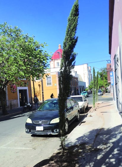Reacción. Ayer por la tarde, fueron colocados unos árboles de la variedad Ciprés Italiano, trabajos que no estuvieron a cargo de la Dirección Municipal de Medio Ambiente.