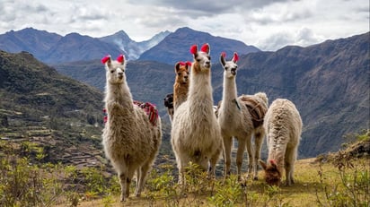 Durante tu viaje a Perú, podrás subir en minivan a la cima del Machu Picchu, descubrir los secretos de la civilización Inca y admirar llamas y alpacas en su entorno natural.