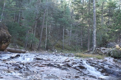 Diversidad. La riqueza de vegetación que se encuentra dentro del área natural protegida no solamente se centra en la diversidad y el hábitat que representa para diversas especies. 