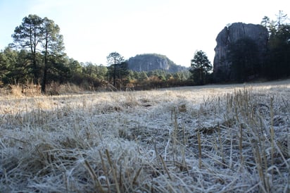 Ambiente. El ambiente gélido propio de esta temporada es el ideal para algunos ejemplares de San Dimas, donde no se descarta el alcance de ejemplares de oso negro.