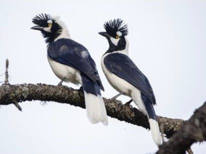 Amenazados. Los cazadores furtivos todavía buscan los ejemplares de jaguar que recorren la región de Piaxtla-Tayoltita.