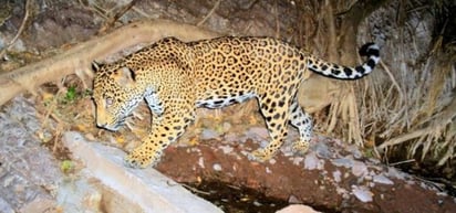 Zona. Estas 16 zonas núcleos, entre los dos estados de Sinaloa y Durango, abarcan una superficie de poco menos de 44 mil hectáreas.