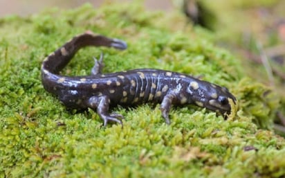 Desarrollo. Por sus condiciones, la zona serrana de San Dimas contiene especies de flora, fauna y fungi que son únicas en su tipo en esta región del país.