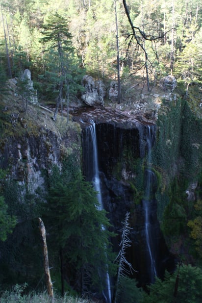 Endémicas. Se encontraron diversidades de árboles y arbustos que son endémicos de México.