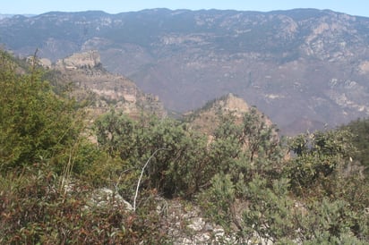 Característicos. El sitio estudiado es hábitat también de los ejemplares conocidos como Chichimocos.