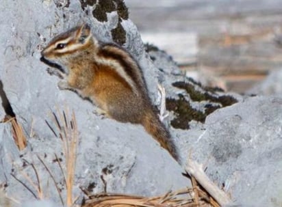 Extensión. La mayor parte de la zona que se propone declarar como área natural protegida, se ubica en el municipio de San Dimas, del estado de Durango, con más de 419 mil hectáreas.
