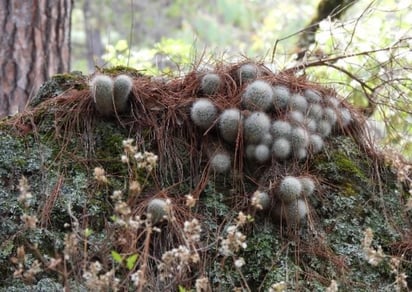 Historia. El estudio documentó también vestigios arqueológicos en lo que sería el área natural protegida, sobre todo hacia el estado de Sinaloa.