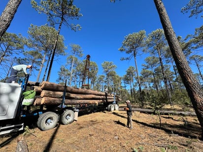 Metodología
En la Sierra del Nayar se aplica el método tradicional de extracción forestal.