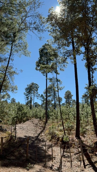 Recuperación
Se aplican diferentes métodos para la recuperación de bosque en las zonas que llegaron a ser intervenidas.