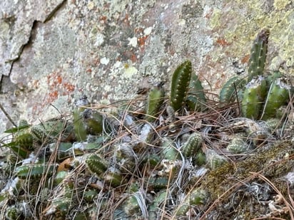 Conservación

En distintos espacios se puede apreciar el crecimiento de palmas y cactáceas.