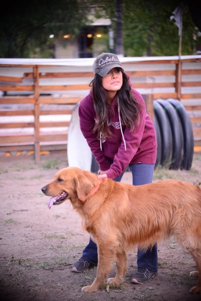 Disciplina. El Golden Retrevier es de las razas más hiperactivas, por lo que la necesidad de atención y ejercicio es algo a considerar.