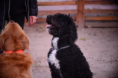 Amistad. Los perros son capaces de hacer amistades con un buen entrenamiento. Esto como resultado logra el perfil de un canino capáz de socializar con otros animales y humanos.

