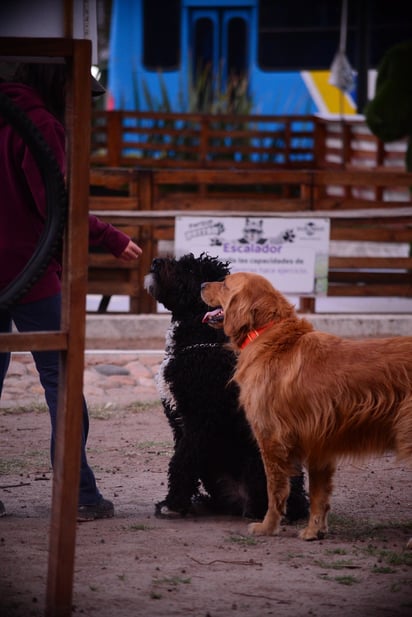 Razas. Es menester informarse de la raza que se piensa adoptar, para conocer sus características físicas y psicológicas.
