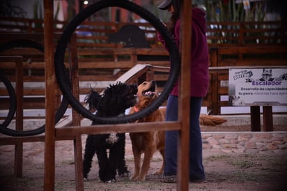 Ejercicio. Al igual que con los humanos, los perros deben realizar actividad física como beneficio para su salud.