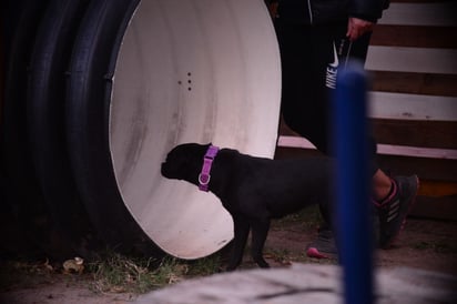 Criollo. Muchas personas en alternativa a un perro de raza, adoptan caninos de raza mixta o criolla. Es importante también adiestrarlos, ya que por su mezcla de razas cuentan con diversos rasgos psicológicos y de personalidad únicos.