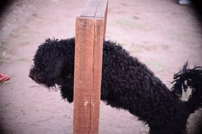 Compañía. Una mascota educada correctamente podrá convivir con otros animales sin ningún problema de indisciplina.












