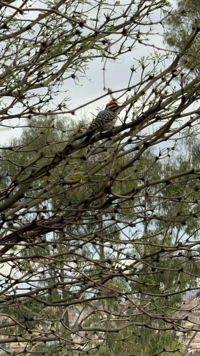 Oportunidad. La observación de aves y el recorrido del sendero son actividades familiares que requieren de tiempo, silencio y paciencia para ser disfrutadas.