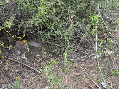 Acumulados. En algunos sitios hay basura que se ve que tiene tiempo ahí acumulándose, ante la falta de recolección.