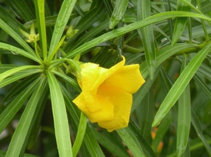 Codo de fraile, planta.