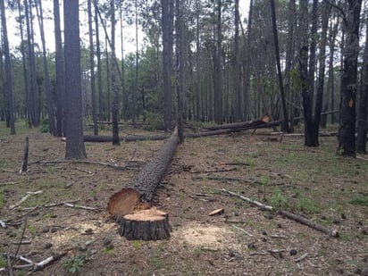 Pinos. Se están cortando pinos de todos los tamaños, hasta los más pequeños.