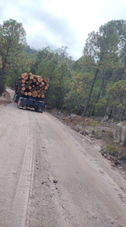 Clandestino. Camiones troceros también bajan de otras localidades, pues el problema de tala indiscriminada es general.