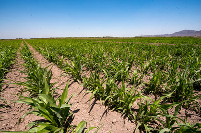 Grano. Muchos productores aprovecharon y sembraron el maíz y sus cosechas ahí van creciendo.