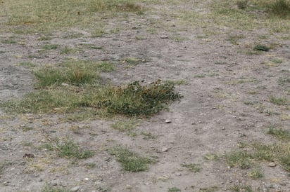 Consecuencias. Cada vez es más difícil mantener las áreas verdes de la ciudad, gracias a que darles tratamiento es muy complicado.