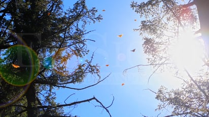 Foto: José A. Rodríguez