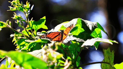 Foto: José A. Rodríguez