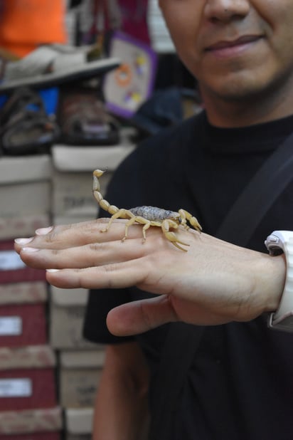 Alacranes. Los locales han sabido aprovecharse del alacrán de varias formas, volviéndose algo característico del mercado.