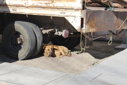 Abandono. Muchos perritos de la calle tuvieron un hogar.