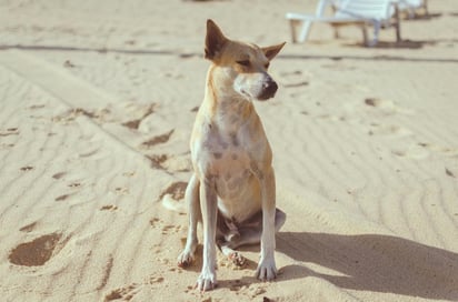 Fiereza. Ante las diversas personalidades caninas, el dueño deberá ocupar el rol de líder y ser firme en sus decisiones y acciones.