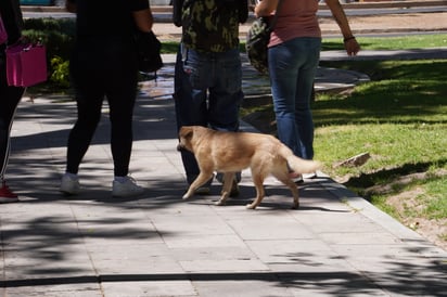 Convivencia. Salir con una mascota sirve para generar una mayor conexión entre esta y su familia.