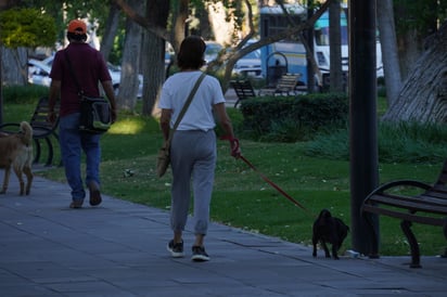Rutina. Pasear a un perro con correa es esencial en su cuidado, siempre y cuando se limpien sus deshechos.