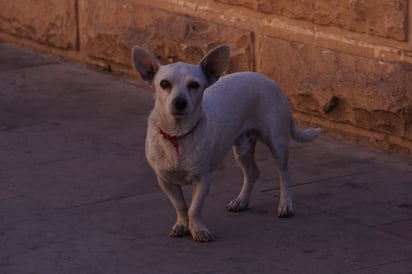 Suelto. Pese a que el animal puede seguir a su dueño, jamás se debe traer a este sin correa o arnés para pasear.