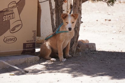 Maltrato. El mantener amarrado a un perro o gato y sin protecciones se considera como maltrato animal ante la ley