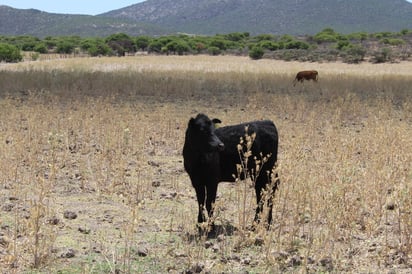 Sequía. Los estragos por la falta de lluvias también afectan al sector ganadero.