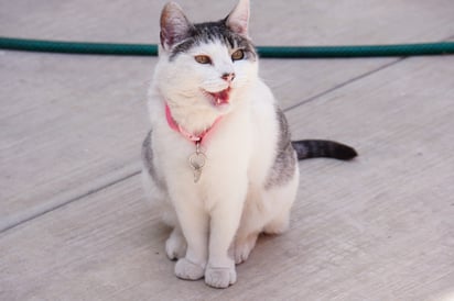Perros y gatos, durante esta temporada, suelen sufrir mucho con respecto a los climas, y su cuidado es distintos al de los humanos.