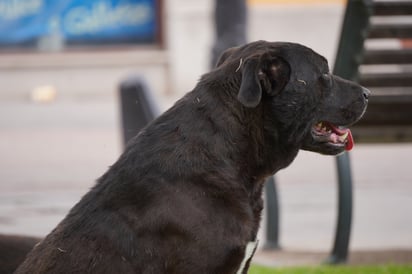Ciertos animales de razas específicas requieren mayor cuidado durante las épocas de calor.